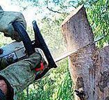 Manasquan, NJ Tree Services Company